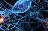 Neurociencia: el cerebro tiene un «diseño dinámico espiritual”