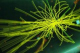 Descubren la ‘partícula de Dios’ que explica cómo se formo el universo Descubren la ‘partícula de Dios’ que explica cómo se formo el universo