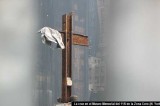 EEUU Zona Cero: grupo ateo que pide retirar la cruz formada por dos vigas de acero rescatadas tras el derrumbe de las Torres Gemelas EEUU Zona Cero: grupo ateo que pide retirar la cruz formada por dos vigas de acero rescatadas tras el derrumbe de las Torres Gemelas